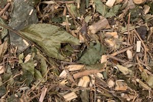 Folha de Erva Baleeira